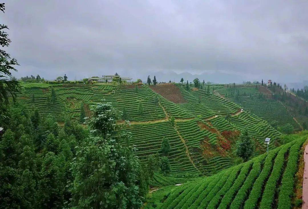 呦呦掌柜app苹果版
:茶科普 | 世界非物质文化遗产 中国传统制茶技艺 绿茶篇⑤——恩施玉露、都匀毛尖、雨花茶、蒙山茶-第11张图片-太平洋在线下载