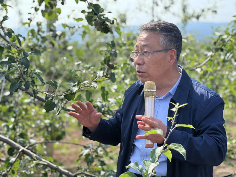 礼泉县苹果园新闻礼泉县新闻最新消息