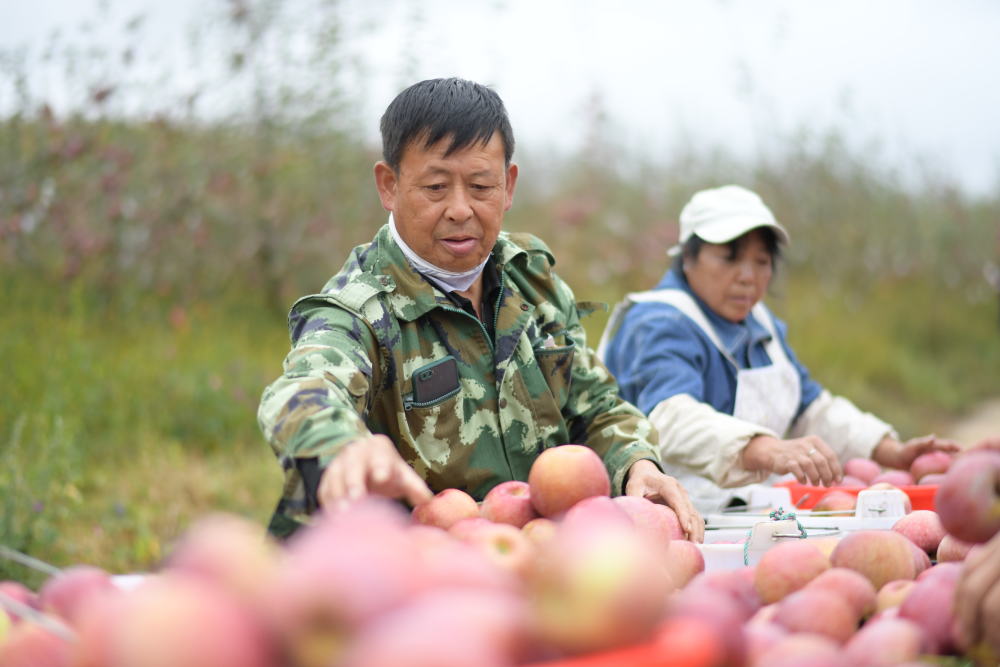 礼泉县苹果园新闻礼泉县新闻最新消息-第2张图片-太平洋在线下载