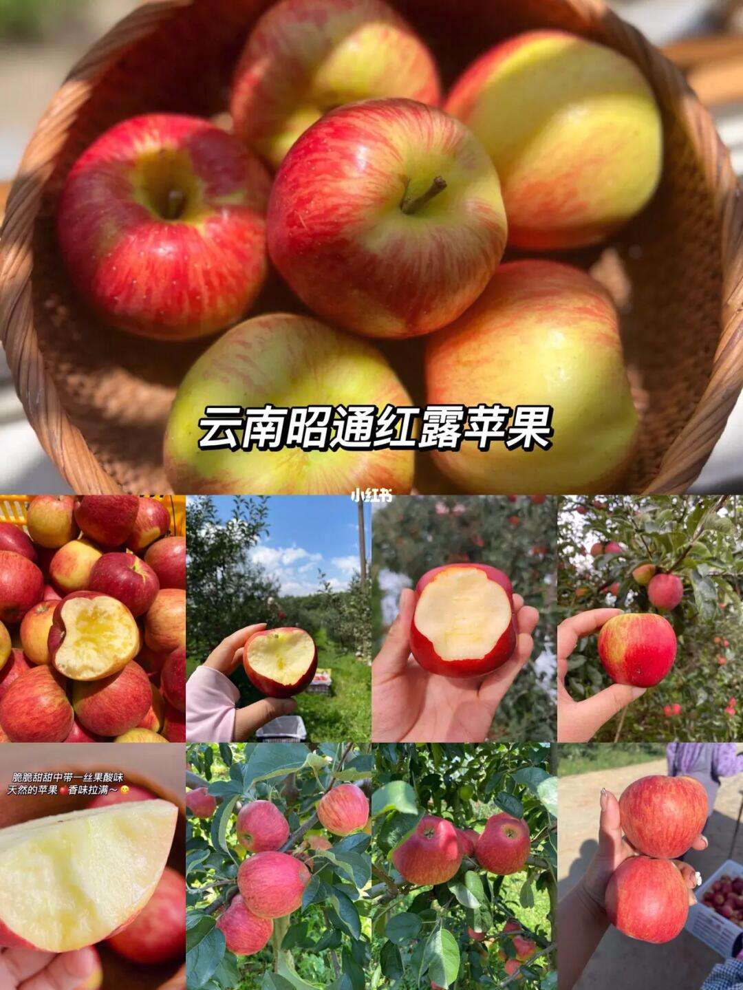甘肃苹果滞销新闻甘肃花牛苹果多少钱一斤-第1张图片-太平洋在线下载