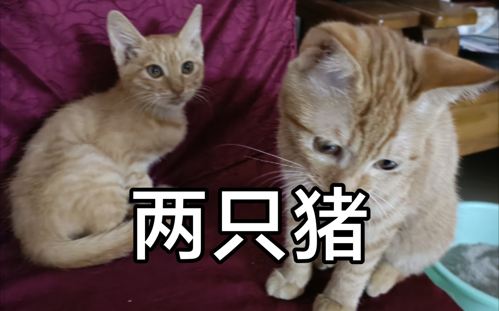 猪玩手机版猪玩手机的表情包-第2张图片-太平洋在线下载