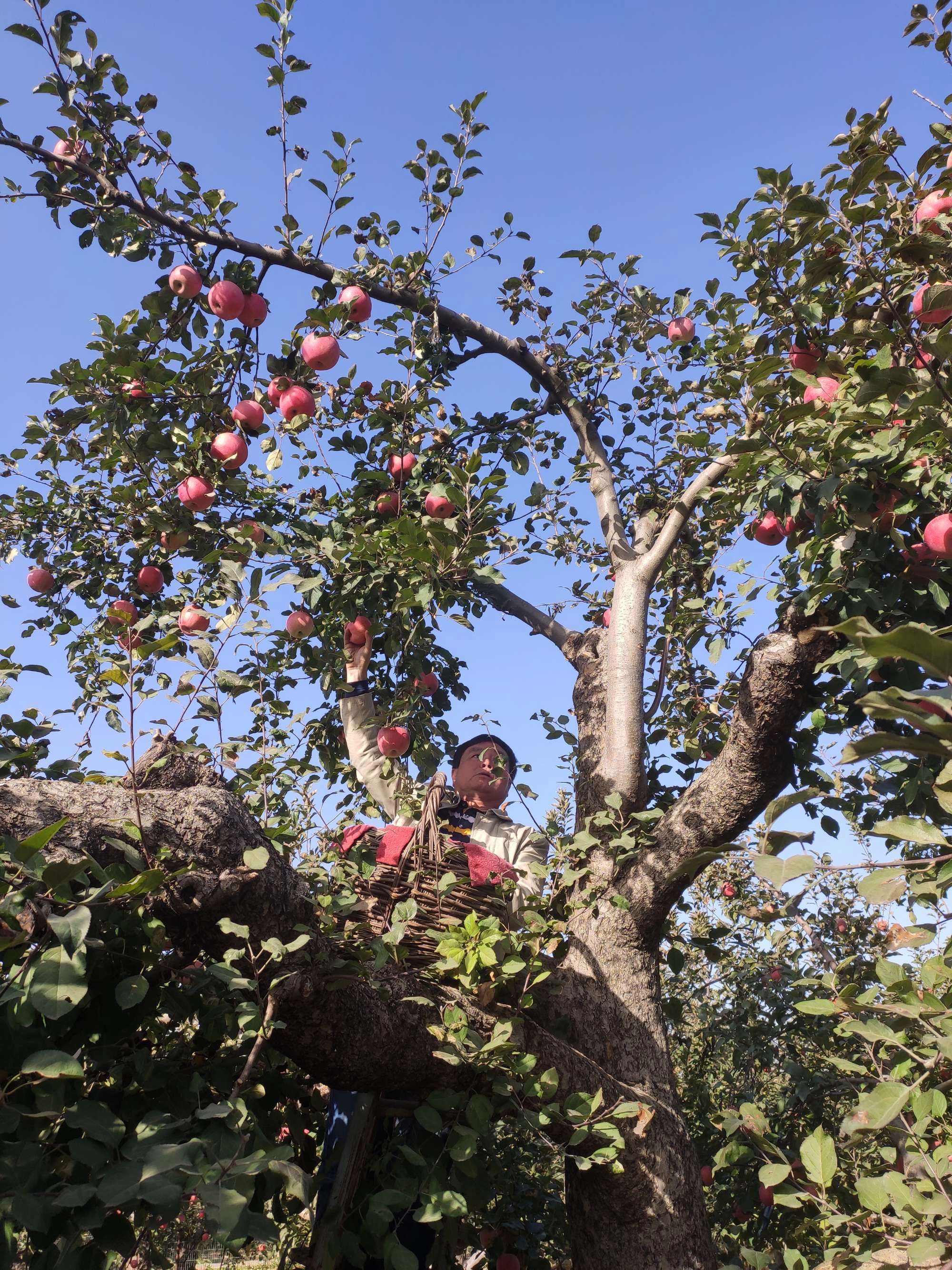 种苹果摘苹果视频教学版翡翠影视app下载苹果版