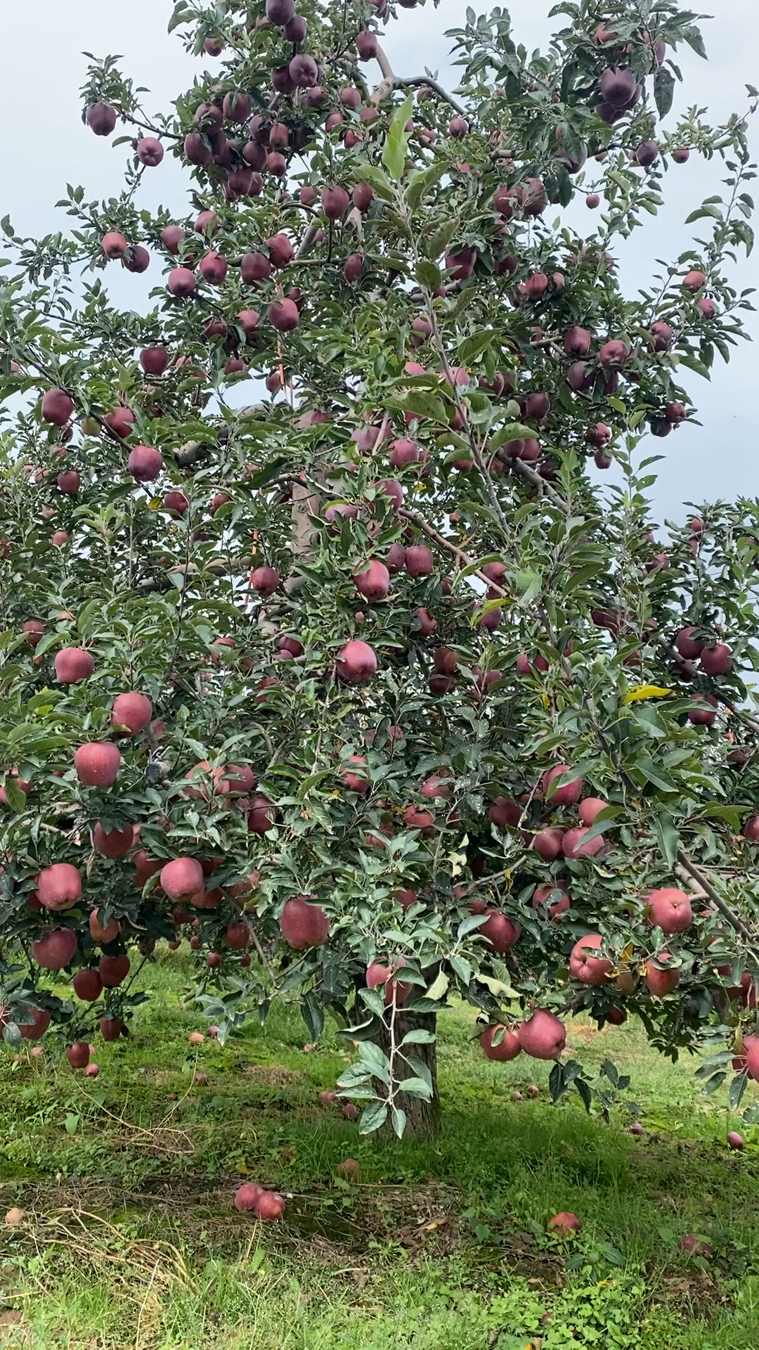 苹果版随时花app免费的看剧app苹果版