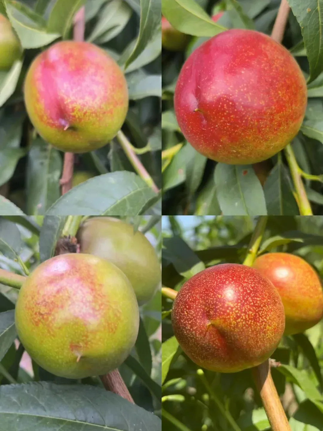 水果转转转手机版版(水果转转转fans下载)