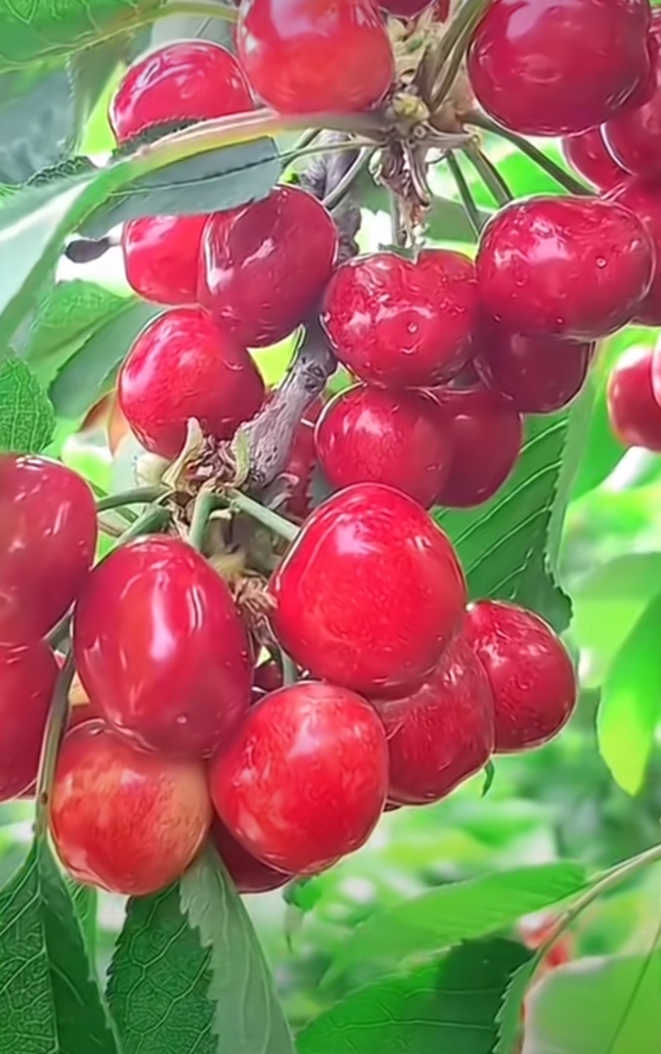 水果转转转手机版版(水果转转转fans下载)-第5张图片-QuickQ官网 水果转转转手机版版(水果转转转fans下载)-第5张图片-QuickQ官网