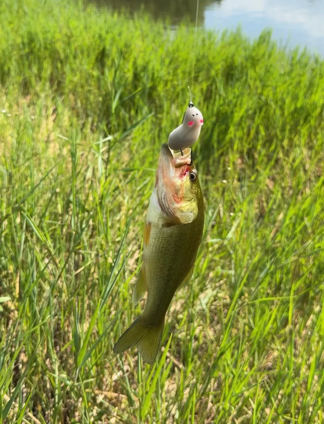 上海钓鱼网手机版(上海钓鱼论坛进不去了)-第4张图片-QuickQ官网