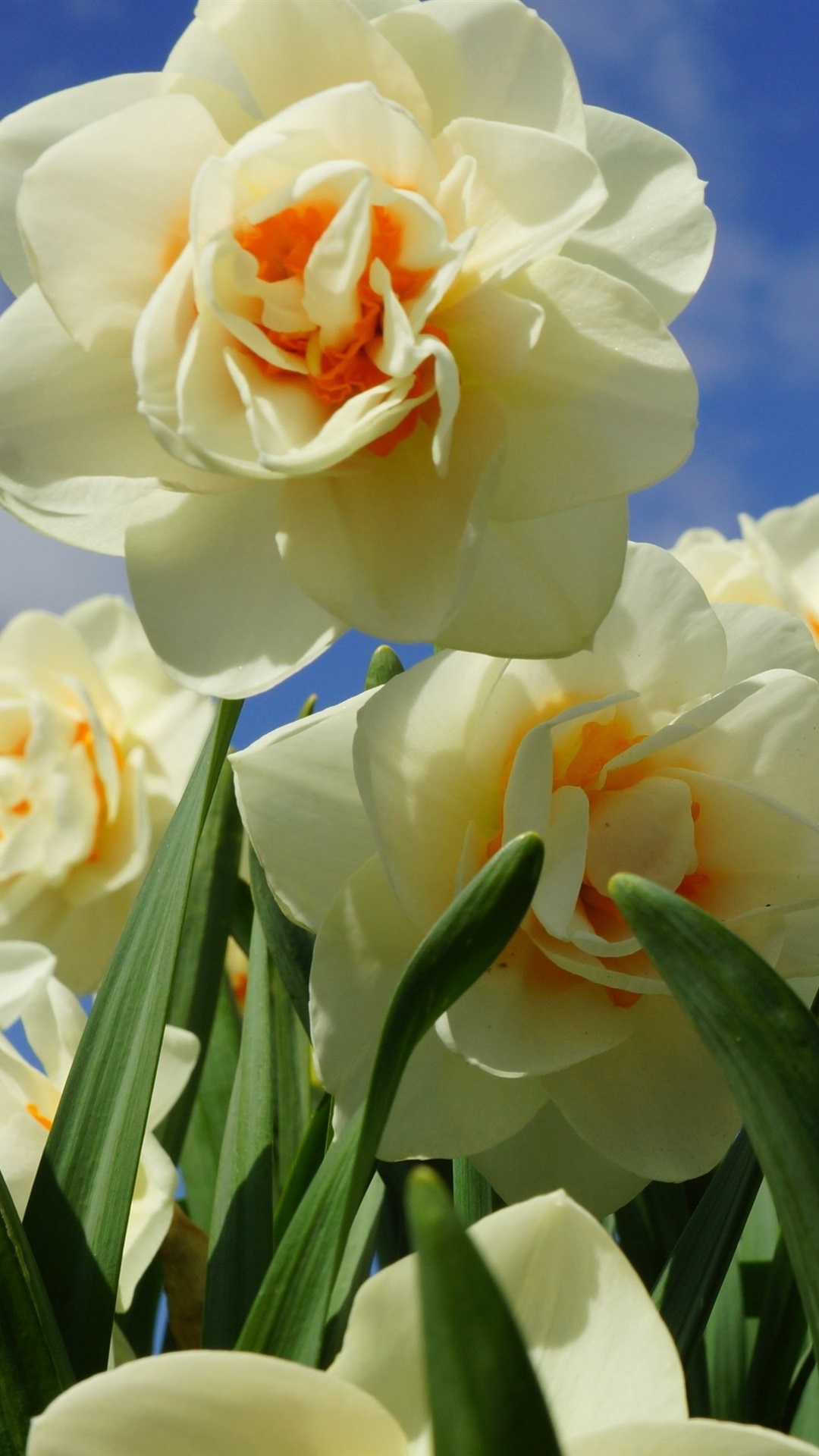 水仙苹果版(水仙游戏)