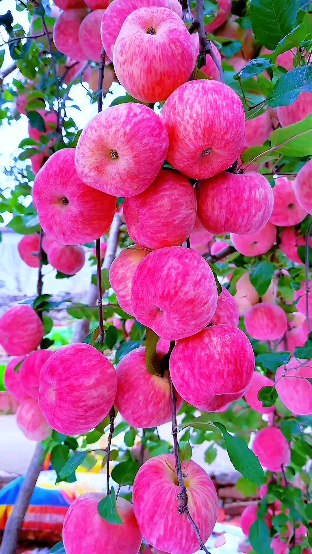 苹果版红杏(ios上红杏)-第5张图片-QuickQ官网